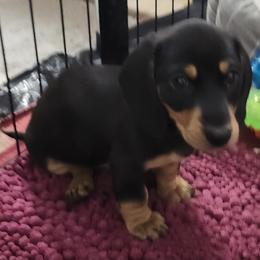 Dachshund Puppies from Happy Acres  Miniature Dachshunds