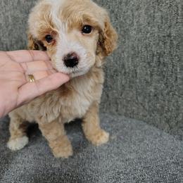 Prime - Apricot female Poodle puppy in Stilwell, Oklahoma from LR&R Dog Co.