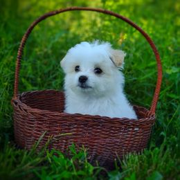 Companion Cross, Mal-Shi, Maltese, Maltipoo, Morkie, and Shih Tzu Puppies from Seeking Shalom Acres Maltese, Maltipoos & Havamalts