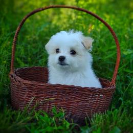 Companion Cross, Mal-Shi, Maltese, Maltipoo, Morkie, and Shih Tzu Puppies from Seeking Shalom Acres Maltese, Maltipoos & Havamalts