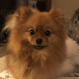 GypsyRose - Pomeranian