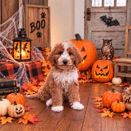 Dan - Red  male Goldendoodle puppy in Roseburg, Oregon from Dbos Furry Friends
