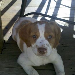 Brittany Puppies from Woodland brittanys