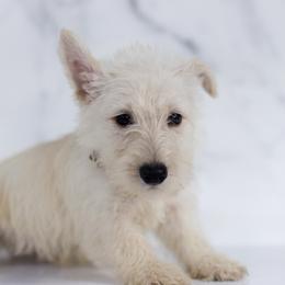 Chestnut - Wheaten male Scottish Terrier puppy in Stevens, Pennsylvania from K&M Kennel