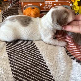 Pumpkin pie - Piebald female Dachshund puppy in Turlock, California from Dandelion Dachshund