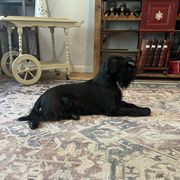 Gypsy - Standard Schnauzer