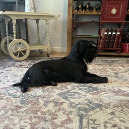 Gypsy - Standard Schnauzer