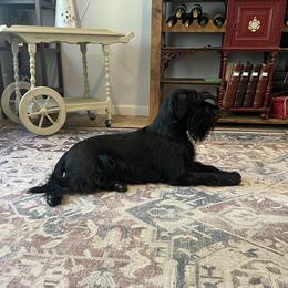 Gypsy - Standard Schnauzer