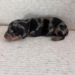 Bronco - Dapple male Dachshund puppy in Barnard, Missouri from KB Doxies