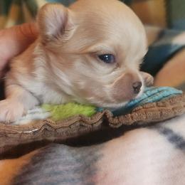Roman - Gold and white male Chihuahua puppy in Gerald, Missouri from OutLaw Chihuahua's