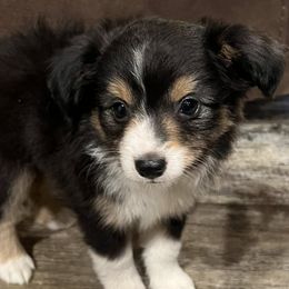 Toy Australian Shepherds from BMNM2 Toy Aussies
