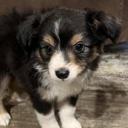 Toy Australian Shepherds from BMNM2 Toy Aussies