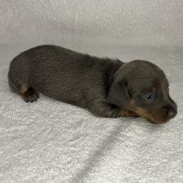 Barney - Gray (blue) and tan male Dachshund puppy in Mocksville, North Carolina from The Dachs of Hazzard Dachshunds