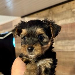 DG AKC ORANGE GIRL - Black and gold female Yorkshire Terrier puppy in Blythe, California from California AKC Maltese & Yorkies