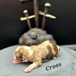 Cross - Red merle male Toy Australian Shepherd puppy in Viking, Minnesota from Son Shine Farm
