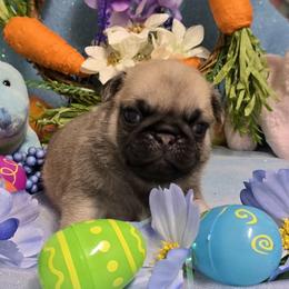 Fawn Boy - Fawn male Pug puppy in Tulsa, Oklahoma from Locust Creek Pugs