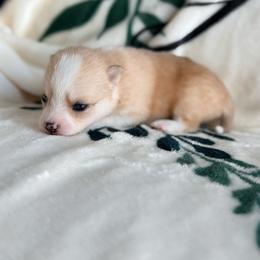 Fiona - Merle female Pomsky puppy in Doon, Iowa from Luxury Pomsky