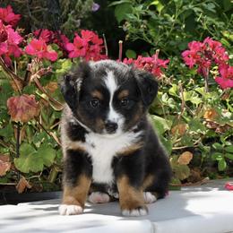SLATE - Black tri male Miniature American Shepherd puppy in Bixby, Oklahoma from Roeboat Aussies