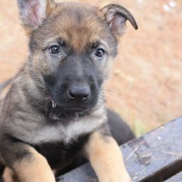 German Shepherd Puppies from Thornock Shepherds