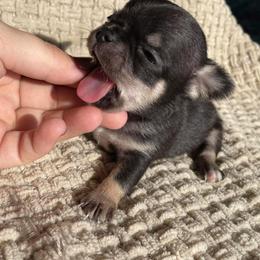 Chihuahua Puppies from Cloud9 Chihuahuas