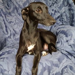Terra - Whippet