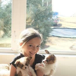Papillon Puppies from Papillons in the Pines