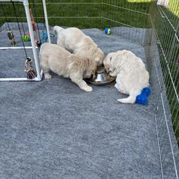 Golden Retriever Puppies from Royal Golden's