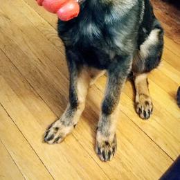 German Shepherd Puppies from Lost Creek German Shepherds LLC