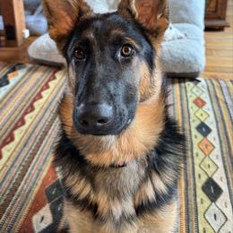 Atlas - Black and red male German Shepherd puppy in Lexington, Virginia from Stahlhaus ( Previously Buffelbach Farmstead Shepherds)