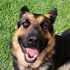 Ellie - German Shepherd