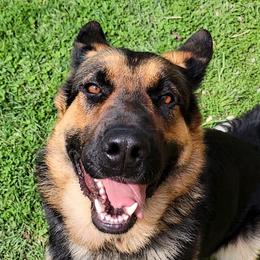 Ellie - German Shepherd