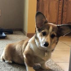 Pembroke Welsh Corgi Puppies from Coyote Creek Corgis