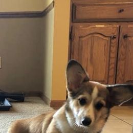 Pembroke Welsh Corgi Puppies from Coyote Creek Corgis