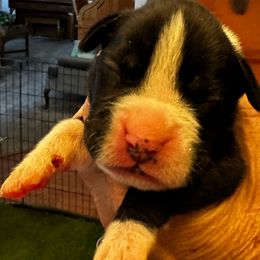 Rembrandt - Brindle male Boxer puppy in Las Vegas, Nevada from Venician Boxers