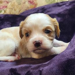Waylon - Blenheim male Cavalier King Charles Spaniel puppy in Antlers, Oklahoma from Stephenson Celtic Cavaliers