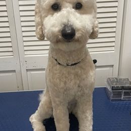 Poodles from Cache Valley Poodles