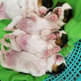 Biewer Terrier Puppies from Butterfly Biewers