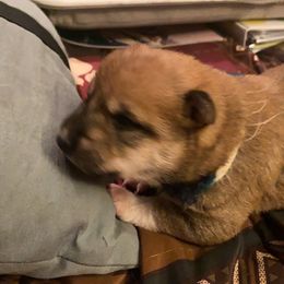 Shiba Inu Puppies from Puppydom Kennels & Training