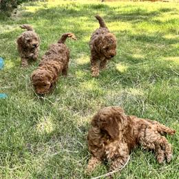 Poodle Puppies from Chae’s Fam