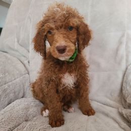 Light green collar - Red  male Poodle puppy in Colorado Springs, Colorado from Silly's Standard Poodles