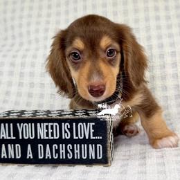 Jack, Longhair, Chocolate and Tan, AKC - Chocolate and tan male Dachshund puppy in South Easton, Massachusetts from Depot Dachsies