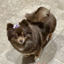 Hazel - Pomeranian
