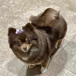 Hazel - Pomeranian