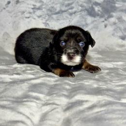 AnW - Black tri male Miniature Australian Shepherd puppy in Lincoln, California from Country Dreams Mini Aussies