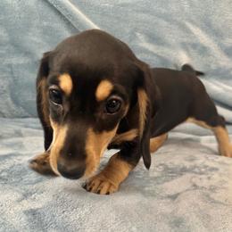 Hot Pepper - Black and cream female Dachshund puppy in Memphis, Tennessee from River City Doxies