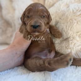Kyo - Red  male Goldendoodle puppy in Gilbert, Arizona from Doodle Bliss