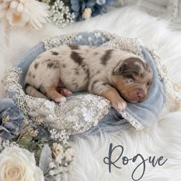 Rogue - Red merle female Australian Shepherd puppy in Nicholasville, Kentucky from Sugar Creek Aussies