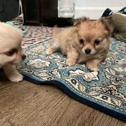 Buster - Fawn male Chihuahua puppy in Greenfield, Ohio from Paradise Chihuahua Kennel