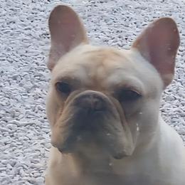 Henri - French Bulldog