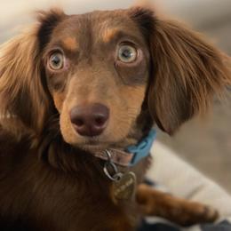 Dachshund puppies from Natural State Dachshunds